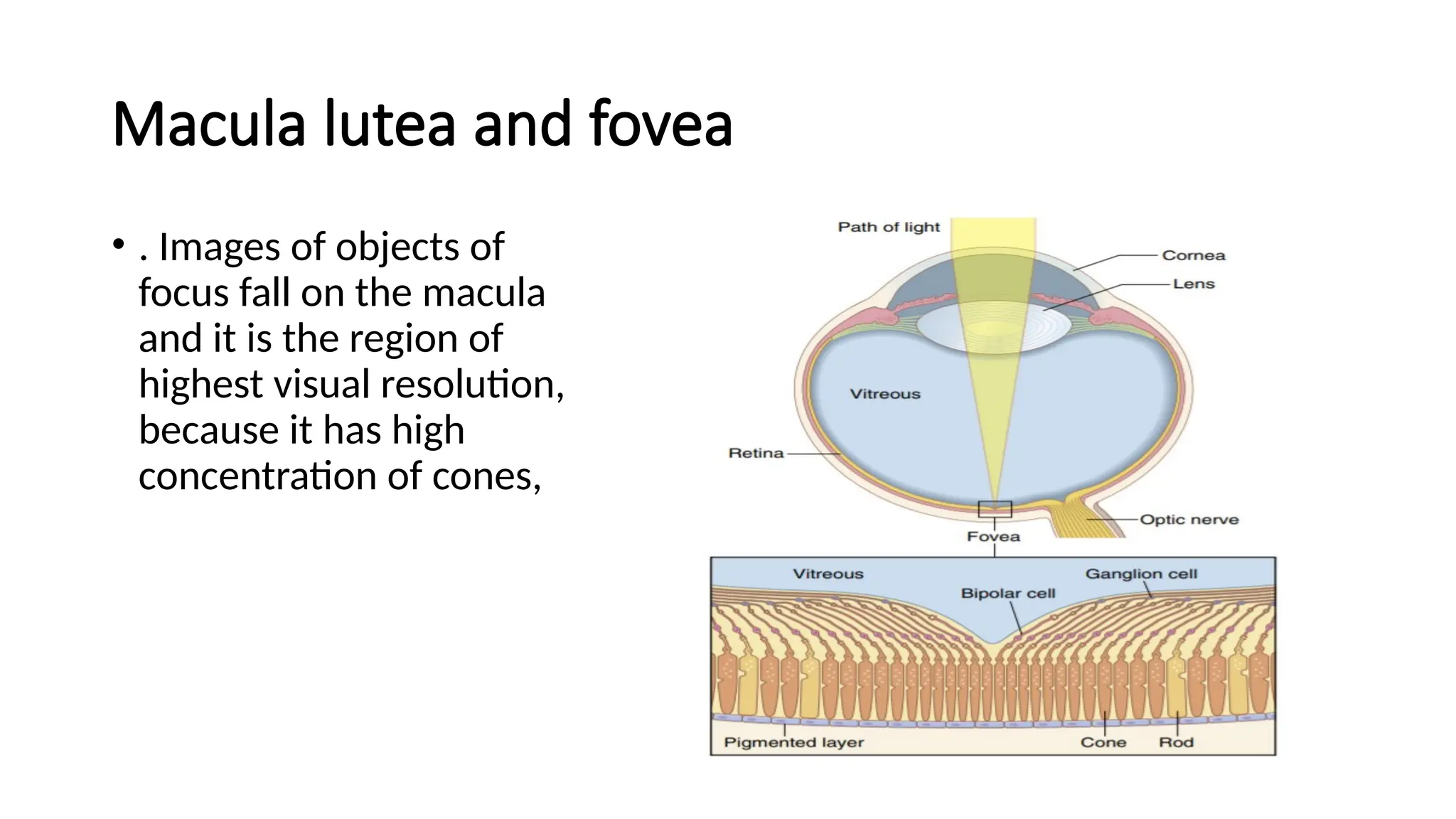 Physiology of Vision and vision pathway.pptx