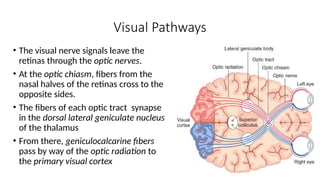 Physiology of Vision.pptxbdbsnsbsbbsbdbdhd | PPTX