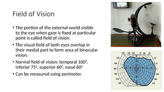 Perimeter View Eye Physiology of Vision.pptxbdbsnsbsbbsbdbdhd | PPTX
