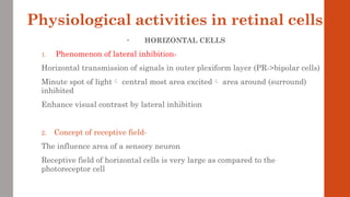 Physiological activities in retinal cells
• HORIZONTAL CELLS
1. Phenomenon of lateral inhibition-
Horizontal transmission of signals in outer plexiform layer (PR->bipolar cells)
Minute spot of light central most area excited area around (surround)
inhibited
Enhance visual contrast by lateral inhibition
2. Concept of receptive field-
The influence area of a sensory neuron
Receptive field of horizontal cells is very large as compared to the
photoreceptor cell
 