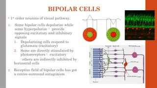 BIPOLAR CELLS
• 1st
order neurons of visual pathway.
1. Some bipolar cells depolarize while
some hyperpolarize provide
opposing excitatory and inhibitory
signals
1. Depolarizing cells respond to
glutamate (excitatory)
2. Some are directly stimulated by
photoreceptors excitatory
others are indirectly inhibited by
horizontal cells
2. Receptive field of bipolar cells has got
a centre-surround antagonism
 