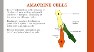 AMACRINE CELLS
• Receive information at the synapse of
bipolar cell axon with ganglion cell
dendrites temporal processing at
the other end of bipolar cells
• Electrically produce depolarizing
potentials & spikes act as generator
potentials in ganglion cells
• Help in temporal summation and
initial analysis of visual signals
 
