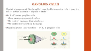 GANGLION CELLS
• Electrical response of Bipolar cells modified by amacrine cells ganglion
cells action potential signals to brain
• On & off centre ganglion cells
 these produce propagated spikes
 On centre increase their discharge
 Off centre decrease their discharge
• Depending upon their function W, X, Y ganglion cells
 