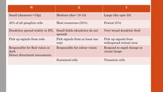 W X Y
Small (diameter <10μ) Medium (dia= 10-15) Large (dia upto 35)
40% of all ganglion cells Most numerous (55%) Fewest (5%)
Dendrites spread widely in IPL Small fields (dendrites do not
spread)
Very broad dendritic field
Pick up signals from rods Pick signals from at least one
cone
Pick up signals from
widespread retinal area
Responsible for Rod vision in
dark
Detect directional movements
Responsible for colour vision Respond to rapid change in
visual image
Sustained cells Transient cells
 