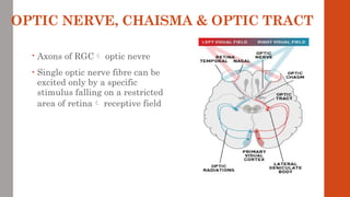 OPTIC NERVE, CHAISMA & OPTIC TRACT
• Axons of RGC optic nevre
• Single optic nerve fibre can be
excited only by a specific
stimulus falling on a restricted
area of retina receptive field
 