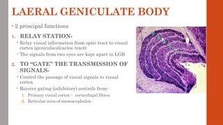 LAERAL GENICULATE BODY
• 2 principal functions
1. RELAY STATION-
 Relay visual information from optic tract to visual
cortex (geniculocalcarine tract)
 The signals from two eyes are kept apart in LGB
2. TO “GATE” THE TRANSMISSION OF
SIGNALS-
 Control the passage of visual signals to visual
cortex
 Receive gating (inhibitory) controls from-
1. Primary visual cortex corticofugal fibres
2. Reticular area of mesencephalon
 