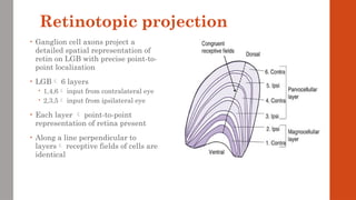 Retinotopic projection
• Ganglion cell axons project a
detailed spatial representation of
retin on LGB with precise point-to-
point localization
• LGB 6 layers
 1,4,6 input from contralateral eye
 2,3,5 input from ipsilateral eye
• Each layer  point-to-point
representation of retina present
• Along a line perpendicular to
layers receptive fields of cells are
identical
 
