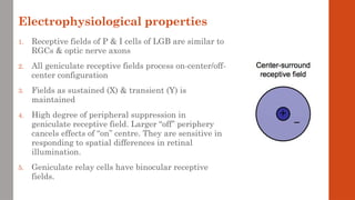 Electrophysiological properties
1. Receptive fields of P & I cells of LGB are similar to
RGCs & optic nerve axons
2. All geniculate receptive fields process on-center/off-
center configuration
3. Fields as sustained (X) & transient (Y) is
maintained
4. High degree of peripheral suppression in
geniculate receptive field. Larger “off” periphery
cancels effects of “on” centre. They are sensitive in
responding to spatial differences in retinal
illumination.
5. Geniculate relay cells have binocular receptive
fields.
 