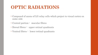 OPTIC RADIATIONS
• Composed of axons of LG relay cells which project to visual cortex on
same side
• Central portion macular fibres
• Dorsal fibres upper retinal quadrants
• Ventral fibres lower retinal quadrants
 