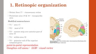 1. Retinopic organization
• Striate Area 17 visuosensory retina
• Peristriate area 18 & 19 visuopsychic
area
Modified nomenclature
• V1 area 17
• V2 most of 18
• V3 narrow strip over anterior part of
area 18
• V4 within area 19
• V5 posterior end of the superior
temporal gyrus
point-to-point representation
Ganglion cell axons LGBvisual cortex
 