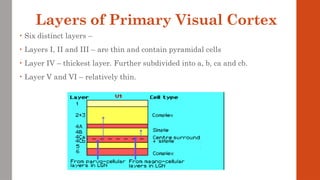 Layers of Primary Visual Cortex
• Six distinct layers –
• Layers I, II and III – are thin and contain pyramidal cells
• Layer IV – thickest layer. Further subdivided into a, b, ca and cb.
• Layer V and VI – relatively thin.
 