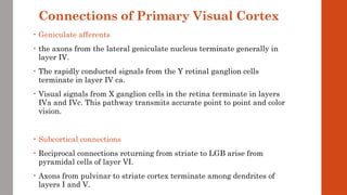 Connections of Primary Visual Cortex
• Geniculate afferents
• the axons from the lateral geniculate nucleus terminate generally in
layer IV.
• The rapidly conducted signals from the Y retinal ganglion cells
terminate in layer IV ca.
• Visual signals from X ganglion cells in the retina terminate in layers
IVa and IVc. This pathway transmits accurate point to point and color
vision.
• Subcortical connections
• Reciprocal connections returning from striate to LGB arise from
pyramidal cells of layer VI.
• Axons from pulvinar to striate cortex terminate among dendrites of
layers I and V.
 