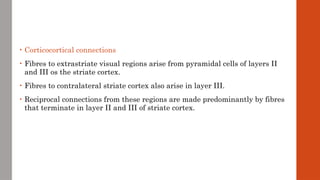 • Corticocortical connections
• Fibres to extrastriate visual regions arise from pyramidal cells of layers II
and III os the striate cortex.
• Fibres to contralateral striate cortex also arise in layer III.
• Reciprocal connections from these regions are made predominantly by fibres
that terminate in layer II and III of striate cortex.
 
