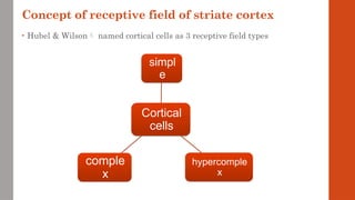 Concept of receptive field of striate cortex
• Hubel & Wilson named cortical cells as 3 receptive field types
Cortical
cells
simpl
e
hypercomple
x
comple
x
 
