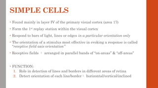 SIMPLE CELLS
• Found mainly in layer IV of the primary visual cortex (area 17)
• Form the 1st
replay station within the visual cortex
• Respond to bars of light, lines or edges in a particular orientation only
• The orientation of a stimulus most effective in evoking a response is called
“receptive field axis orientation”
• Receptive fields  arranged in parallel bands of “on-areas” & “off-areas”
• FUNCTION:
1. Role in detection of lines and borders in different areas of retina
2. Detect orientation of each line/border horizontal/vertical/inclined
 