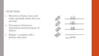 • FUNCTION-
1. Detection of lines, bars and
edges specially when they are
moving
2. Perception of features,
orientation and movement of
objects
3. Simple + complex cells =
feature detectors
 