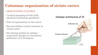 Columnar organization of striate cortex
• ORIENTATION COLUMNS
• “vertical grouping of cells with
identical orientation specificity”
• Unit of organization in the cortex
• Several million vertical columns in
visual cortex
• On moving column-to-column
sequential changes in orientation
preference of 5-10 degress
 