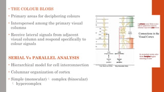 • THE COLOUR BLOBS
• Primary areas for deciphering colours
• Interspersed among the primary visual
columns
• Receive lateral signals from adjacent
visual column and respond specifically to
colour signals
SERIAL Vs PARALLEL ANALYSIS
• Hierarchical model for cell interconnection
• Columnar organization of cortex
• Simple (monocular) complex (binocular)
 hypercomplex
 