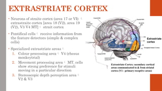 EXTRASTRIATE CORTEX
• Neurons of straite cortex (area 17 or VI) 
extrastraite cortex [area 18 (V2), area 19
(V2), V3 V4 MT] strait cortex
• Pontifical cells receive information from
the feature detectors (simple & complex
cells)
• Specialized extrastriate areas
1. Colour processing area V4 (rhesus
monkeytrial)
2. Movement processing area MT. cells
show strong preference for stimuli
moving in a particular direction
3. Stereoscopic depth perception area
V2 & V3
 