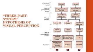 “THREE-PART-
SYSTEM”
HYPOTHESIS OF
VISUAL PERCEPTION
 