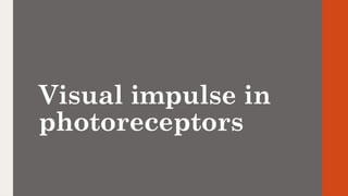 Visual impulse in
photoreceptors
 