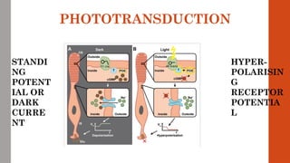 PHOTOTRANSDUCTION
STANDI
NG
POTENT
IAL OR
DARK
CURRE
NT
HYPER-
POLARISIN
G
RECEPTOR
POTENTIA
L
 