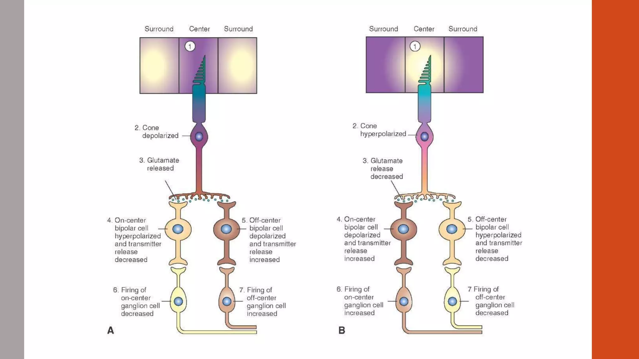 PHYSIOLOGY OF VISION | PPTX