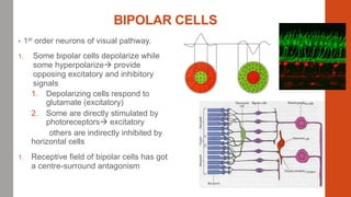 PHYSIOLOGY OF VISION | PPTX