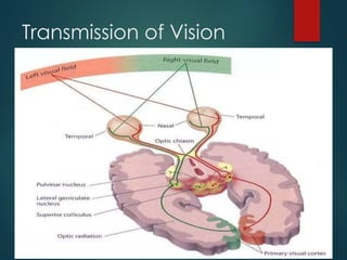 Comprehensive Physiology of Vision and Colour Vision Mechanisms | PPTX