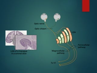 Comprehensive Physiology of Vision and Colour Vision Mechanisms | PPTX