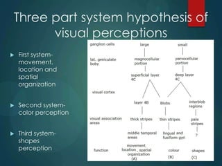 Comprehensive Physiology of Vision and Colour Vision Mechanisms | PPTX