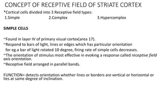 Hypercomplex Cell PHYSIOLOGY OF VISION ophthalmology post graduate | PDF