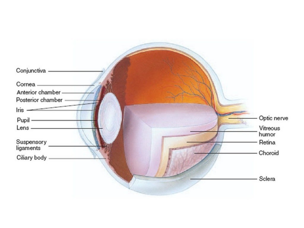 Physiology of visual analyzer