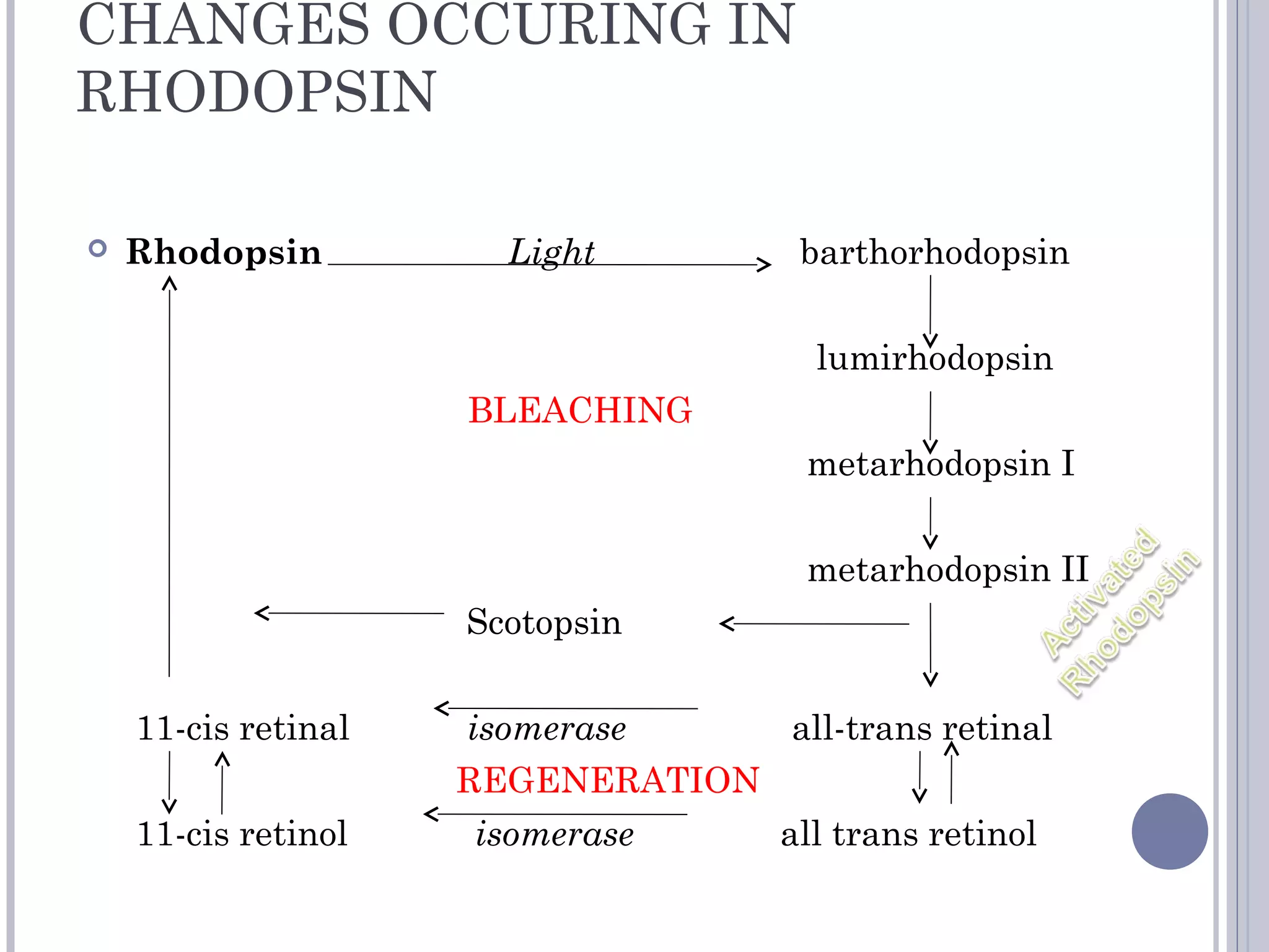 CHANGES OCCURING IN
RHODOPSIN
 Rhodopsin Light barthorhodopsin
lumirhodopsin
BLEACHING
metarhodopsin I
metarhodopsin II
Scotopsin
11-cis retinal isomerase all-trans retinal
REGENERATION
11-cis retinol isomerase all trans retinol
 