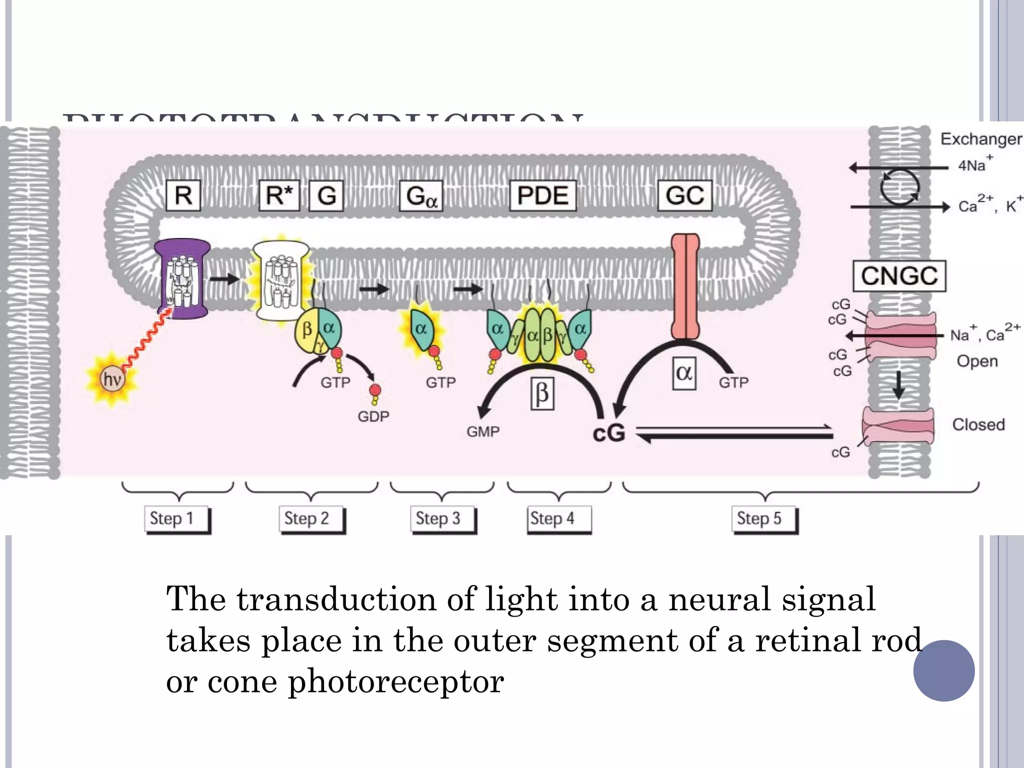 PHOTOTRANSDUCTION
The transduction of light into a neural signal
takes place in the outer segment of a retinal rod
or cone photoreceptor
 