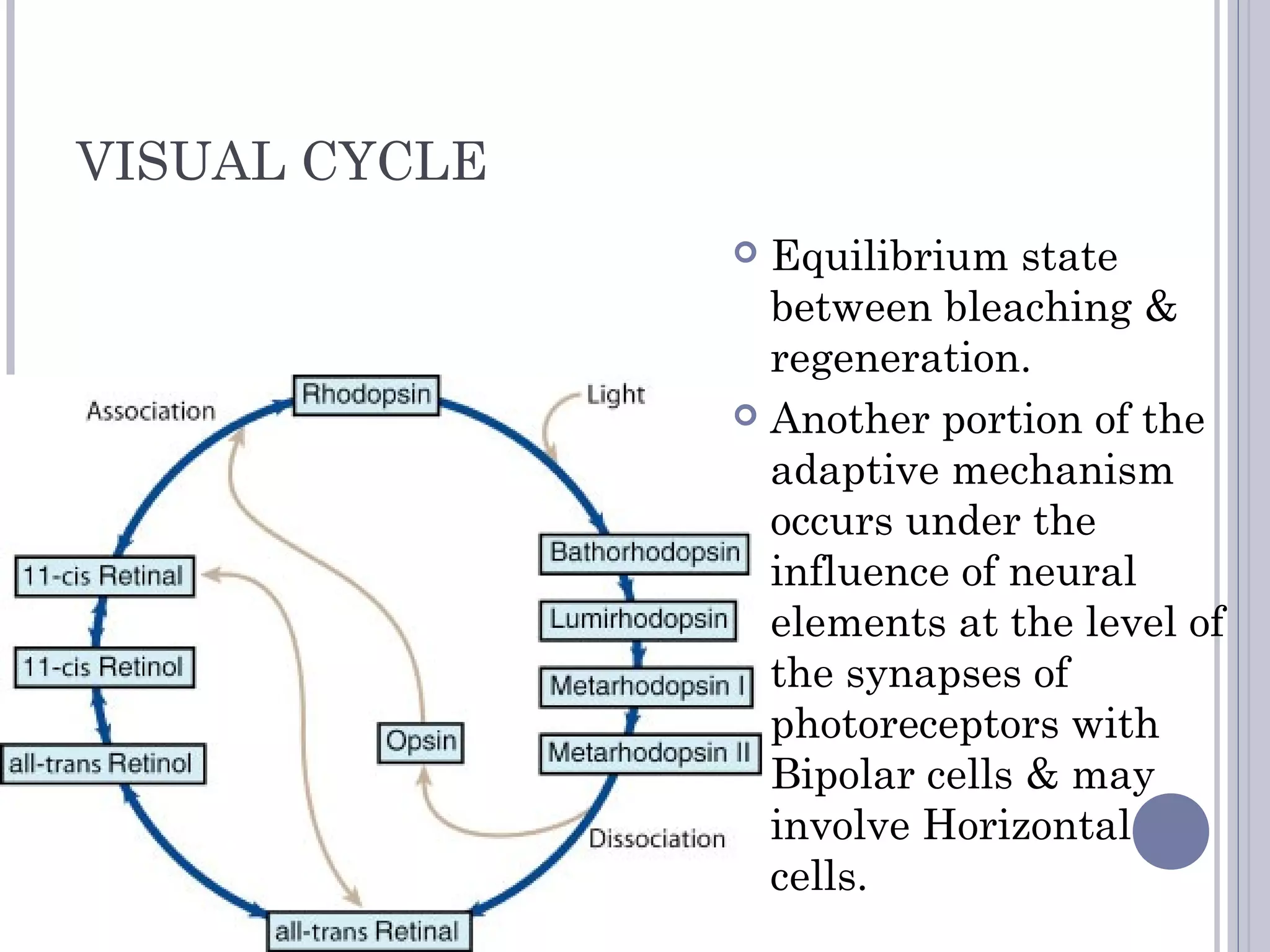 VISUAL CYCLE
 Equilibrium state
between bleaching &
regeneration.
 Another portion of the
adaptive mechanism
occurs under the
influence of neural
elements at the level of
the synapses of
photoreceptors with
Bipolar cells & may
involve Horizontal
cells.
 