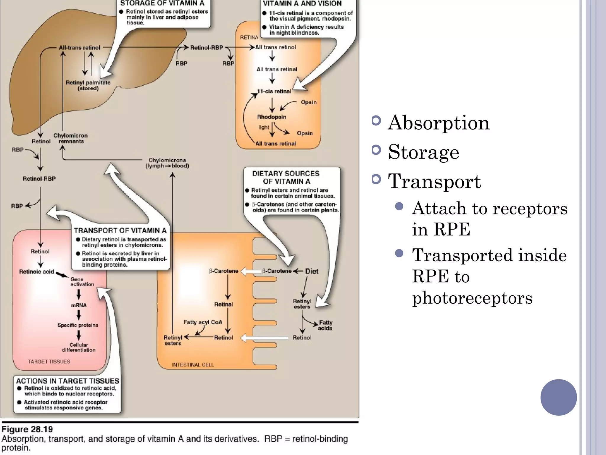  Absorption
 Storage
 Transport
 Attach to receptors
in RPE
 Transported inside
RPE to
photoreceptors
 
