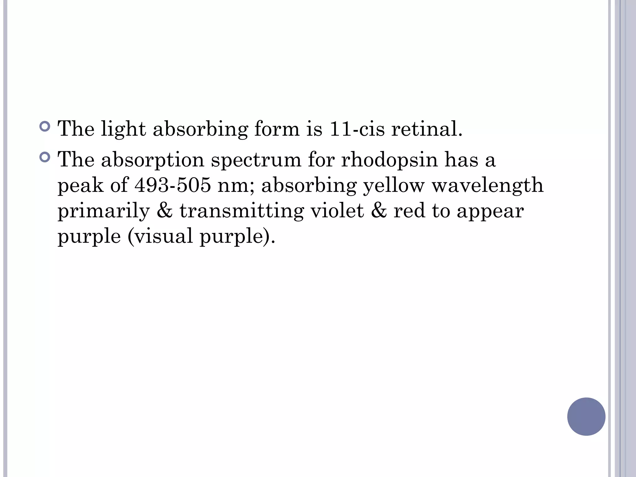  The light absorbing form is 11-cis retinal.
 The absorption spectrum for rhodopsin has a
peak of 493-505 nm; absorbing yellow wavelength
primarily & transmitting violet & red to appear
purple (visual purple).
 
