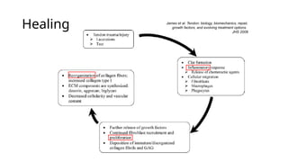 Physiology of wound and tendon healing.pptx