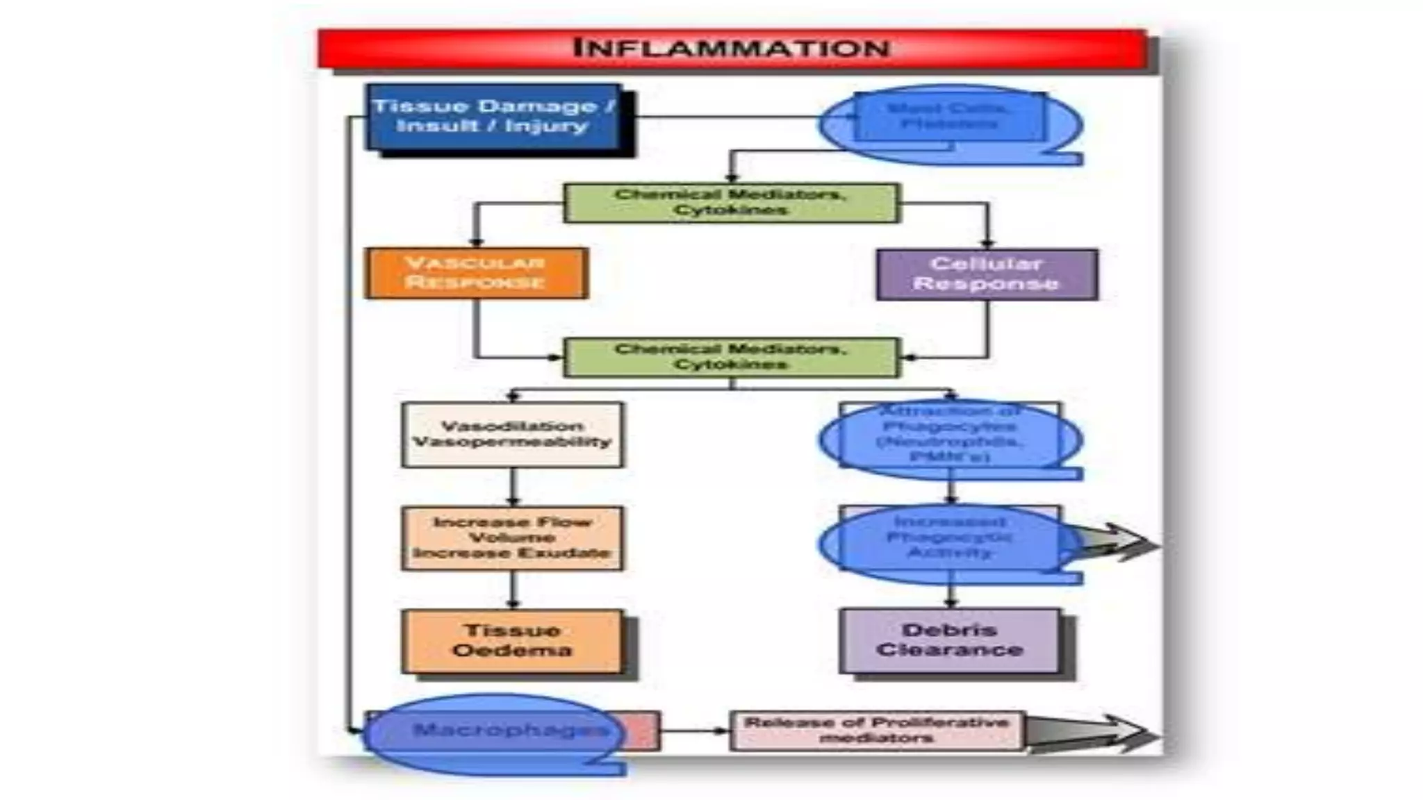 Physiology of wound healing | PPTX