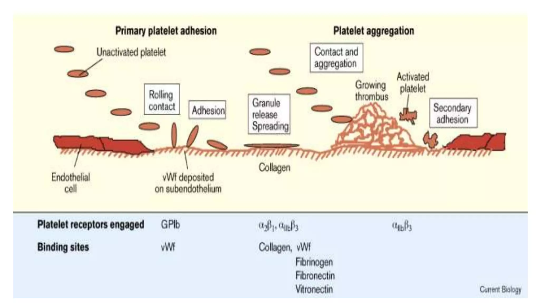 Physiology of wound healing | PPTX