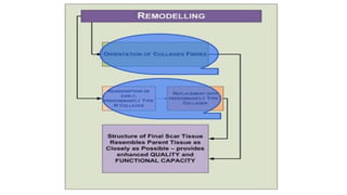 Physiology of wound healing | PPTX