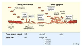 Physiology of wound healing | PPTX