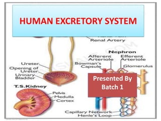 HUMAN EXCRETORY SYSTEM
Presented By
Batch 1
 