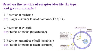 Based on the location of receptor identify the type,
and give an example ?
1-Receptor in nucleus :
ex: Biogenic amines thyroid hormone (T3 & T4)
2-Receptor in cytosol :
ex: Steroid hormone (testosterone)
3-Receptor on surface of cell membrane :
ex: Protein hormone (Growth hormone)
 