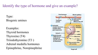 Type:
Biogenic amines
Examples:
Thyroid hormones
Thyroxine (T4)
Triiodothyronine (T3 )
Adrenal medulla hormones
Epinephrine, Norepinephrine
Identify the type of hormone and give an example?
 