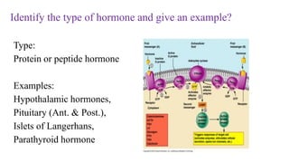 Type:
Protein or peptide hormone
Examples:
Hypothalamic hormones,
Pituitary (Ant. & Post.),
Islets of Langerhans,
Parathyroid hormone
Identify the type of hormone and give an example?
 