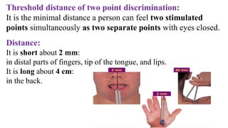 Threshold distance of two point discrimination:
It is the minimal distance a person can feel two stimulated
points simultaneously as two separate points with eyes closed.
Distance:
It is short about 2 mm:
in distal parts of fingers, tip of the tongue, and lips.
It is long about 4 cm:
in the back.
 