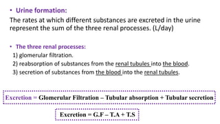 • Urine formation:
The rates at which different substances are excreted in the urine
represent the sum of the three renal processes. (L/day)
• The three renal processes:
1) glomerular filtration.
2) reabsorption of substances from the renal tubules into the blood.
3) secretion of substances from the blood into the renal tubules.
Excretion = Glomerular Filtration – Tubular absorption + Tubular secretion
Excretion = G.F – T.A + T.S
 