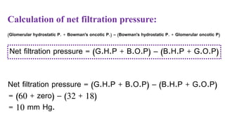Calculation of net filtration pressure:
(Glomerular hydrostatic P. + Bowman's oncotic P.) – (Bowman's hydrostatic P. + Glomerular oncotic P)
Net filtration pressure = (G.H.P + B.O.P) – (B.H.P + G.O.P)
Net filtration pressure = (G.H.P + B.O.P) – (B.H.P + G.O.P)
= (60 + zero) – (32 + 18)
= 10 mm Hg.
 